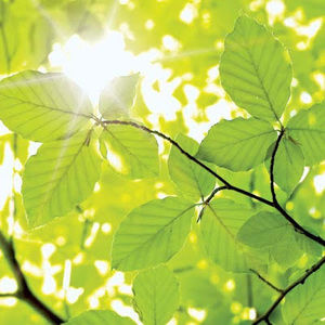 Meet your Posher, Destiny